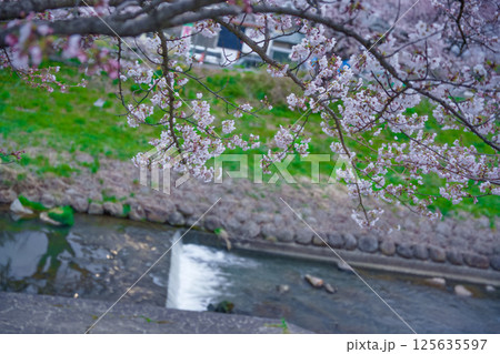 川にかかる桜 125635597