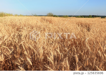 Ripe ears of yellow field of wheat and rye on a background of blue sky. Concept of a rich harvest, selective focus, rural landscape. Close up photo of nature.Advertising for bakery, autumn banner, 125635696