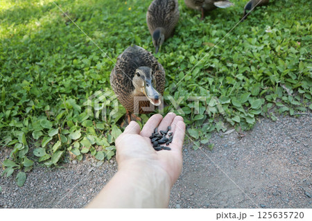 Swans on a winter lake. A pair of inseparable swans winters every year on the White Lake in St. Petersburg, they are always together and take care of each other. Tourists come to admire them. Swans on a winter lake. A pair of inseparable swans winters every year on the White Lake in St. Petersburg, they are always together and take care of each other. Tourists come to admire them. 125635720