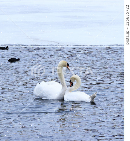 Swans on a winter lake. A pair of inseparable swans winters every year on the White Lake in St. Petersburg, they are always together and take care of each other. Tourists come to admire them. 125635722