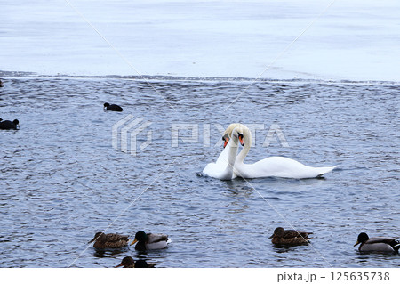 Swans on a winter lake. A pair of inseparable swans winters every year on the White Lake in St. Petersburg, they are always together and take care of each other. Tourists come to admire them. 125635738