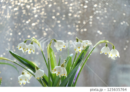 Spring blurred background with primroses, abstract first snowdrops on bokeh background at sunset. 125635764