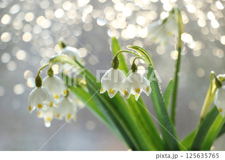 Spring blurred background with primroses, abstract first snowdrops on bokeh background at sunset. Spring blurred background with primroses, abstract first snowdrops on bokeh background at sunset. 125635765