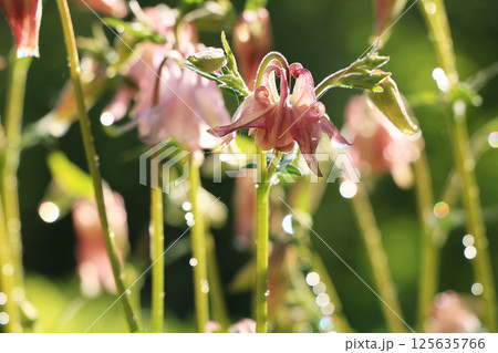 Spring colors with bokeh and drops, selective focus, Abstract early flowers on the background of bokeh at sunrise, morning dew and freshness in the garden. Spring colors with bokeh and drops, selective focus, Abstract early flowers on the background of bokeh at sunrise, morning dew and freshness in the garden. 125635766