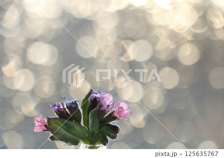 Spring blurred background with primroses, abstract first flowers on bokeh background at sunset. 125635767