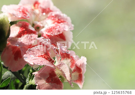 Spring colors with bokeh and drops, abstract early flowers on bokeh background at sunrise, morning dew and freshness in the garden. 125635768