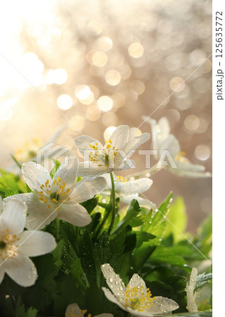 Spring colors with bokeh and drops, abstract early flowers on bokeh background at sunrise, morning dew and freshness in the garden. Spring colors with bokeh and drops, abstract early flowers on bokeh background at sunrise, morning dew and freshness in the garden. 125635772