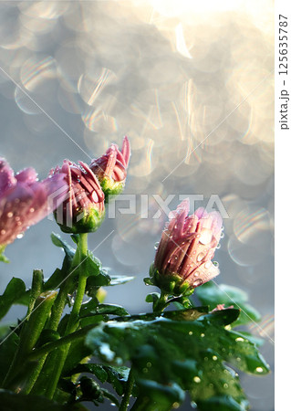 Spring blurred background with primroses, abstract first flowers on bokeh background at sunset. 125635787