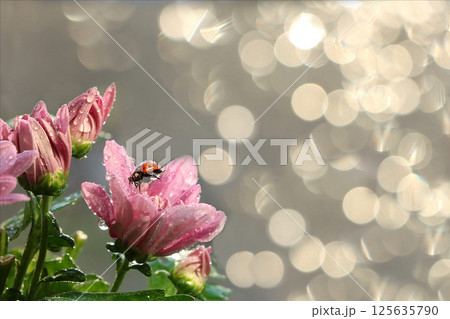 Spring blurred background with first flowers and ladybug, abstract first flowers on bokeh background at sunset. Spring blurred background with first flowers and ladybug, abstract first flowers on bokeh background at sunset. 125635790