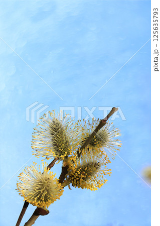 Spring blurred background with the first flowers of a willow, abstract first flowers of a willow with bokeh against the sky. 125635793
