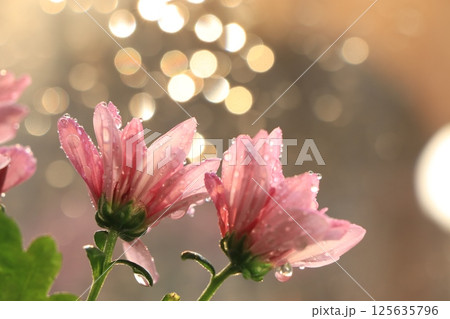 Spring colors with bokeh and drops, abstract early flowers on bokeh background at sunrise, morning dew and freshness in the garden. 125635796