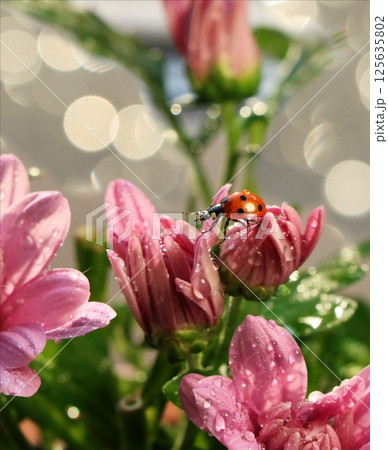 Spring blurred background with first flowers and ladybug, abstract first flowers on bokeh background at sunset. Spring blurred background with first flowers and ladybug, abstract first flowers on bokeh background at sunset. 125635802