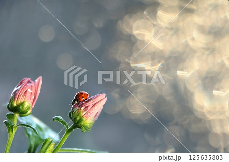 Spring blurred background with first flowers and ladybug, abstract first flowers on bokeh background at sunset. 125635803