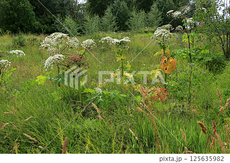 Hogweed in a wild field. A very dangerous and poisonous plant growing in central Russia, causing severe chemical burns and sometimes death, selective focus. Hogweed in a wild field. A very dangerous and poisonous plant growing in central Russia, causing severe chemical burns and sometimes death, selective focus. 125635982