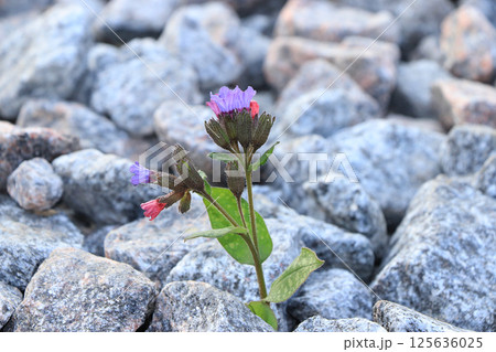 The flower is on stone, the birth of a new life in very difficult conditions. An amazing miracle of survival in stones. 125636025