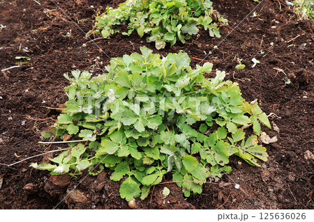 Planting a young celandine in the fresh land in the spring. Processing and care of the plant, growing a new crop. 125636026