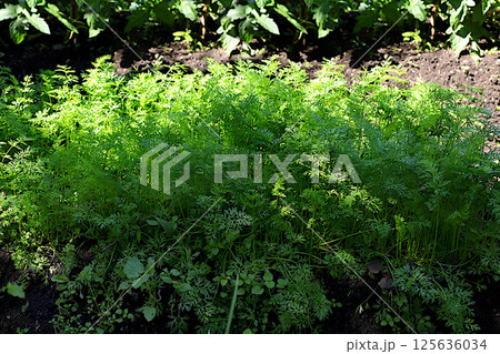 A bed with young carrots. Growing vegetables in a village in central Russia. The concept of eco-products, natural food without GMOs, rural lifestyle A bed with young carrots. Growing vegetables in a village in central Russia. The concept of eco-products, natural food without GMOs, rural lifestyle 125636034