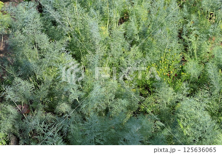 Beds with young dill in a rustic vegetable garden. Eco concept of natural products and harvesting in autumn, rustic lifestyle, selective focus 125636065