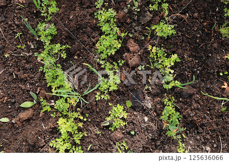 Fresh parsley in the natural environment in the garden at the garden. The concept of gardening and farming. Growing healthy herbs in the country. Natural spring background. Fresh parsley in the natural environment in the garden at the garden. The concept of gardening and farming. Growing healthy herbs in the country. Natural spring background. 125636066