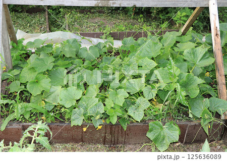Growing cucumbers in a village in Russia in the middle lane. They put wooden arches over the garden bed and plant seedlings there. The concept of eco products, natural food without GMO, a village 125636089