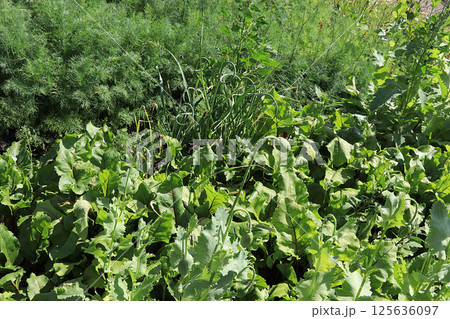 Fresh dill in the natural environment in the garden. The concept of gardening and farming. Growing useful herbs in the country. Natural spring background. 125636097