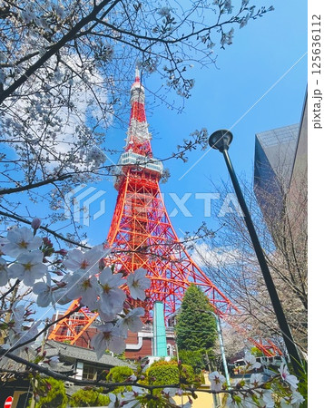 桜と東京タワー 桜と東京タワー 125636112