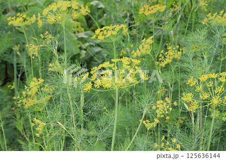 Fresh dill in the natural environment in the garden. The concept of gardening and farming. Growing useful herbs in the country. Natural spring background. 125636144