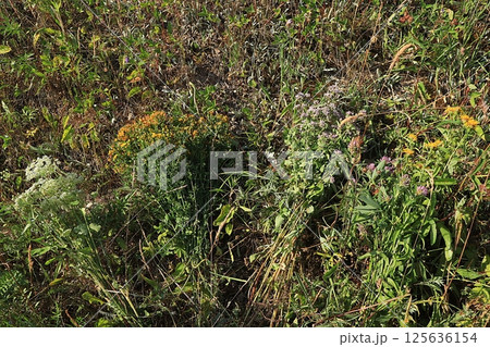 Set of medicinal plants and wild herbs, concept of alternative medicine and natural cosmetics, background, mint, chamomile, oregano and yarrow are used to treat diseases, flat lay, selective focus Set of medicinal plants and wild herbs, concept of alternative medicine and natural cosmetics, background, mint, chamomile, oregano and yarrow are used to treat diseases, flat lay, selective focus 125636154