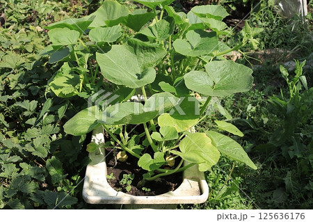 Growing zucchini in a village in central Russia. Wooden arches are placed over the garden bed and seedlings are planted there. Eco concept of natural products and harvesting in autumn, rustic Growing zucchini in a village in central Russia. Wooden arches are placed over the garden bed and seedlings are planted there. Eco concept of natural products and harvesting in autumn, rustic 125636176