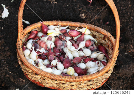 A basket of onions before planting in the spring in the garden. Agricultural work in the country, planting onions in the beds 125636245