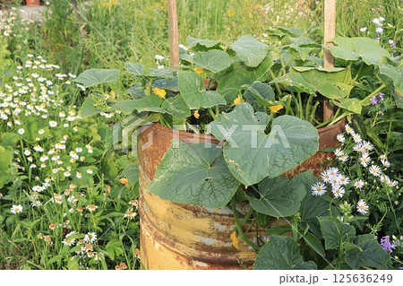 Beds with young dill in a rustic vegetable garden. Eco concept of natural products and harvesting in autumn, rustic lifestyle, selective focus 125636249