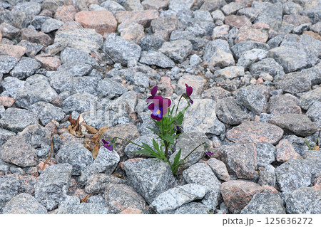 A flower on a stone, the birth of a new life in very difficult conditions. The concept of spring. An amazing miracle of survival in stones. Life is hard 125636272