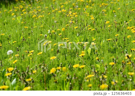春の野原に咲くセイヨウタンポポ 125636403