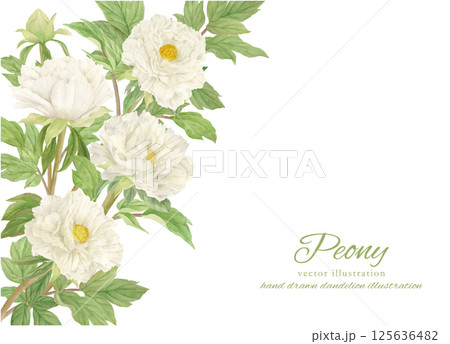 水彩で描いた美しい牡丹の花のフレーム 125636482