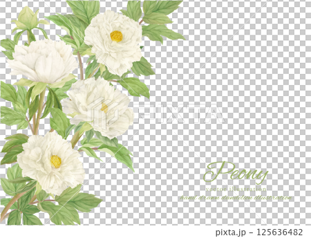 美麗的牡丹花框畫水彩 美麗的牡丹花框畫水彩 125636482