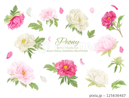 水彩で描いたピンクの牡丹の花のカットイラスト素材 水彩で描いたピンクの牡丹の花のカットイラスト素材 125636487