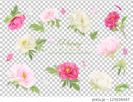 Watercolor pink peony flower cartoon material 125636487
