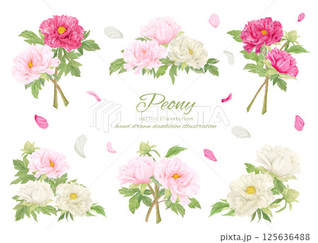 水彩で描いたピンクの牡丹の花のカットイラスト素材 125636488