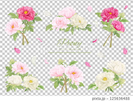 水彩で描いたピンクの牡丹の花のカットイラスト素材 125636488