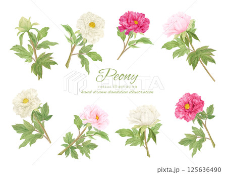 水彩で描いたピンクの牡丹の花のカットイラスト素材 125636490