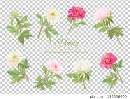 水彩で描いたピンクの牡丹の花のカットイラスト素材 125636490