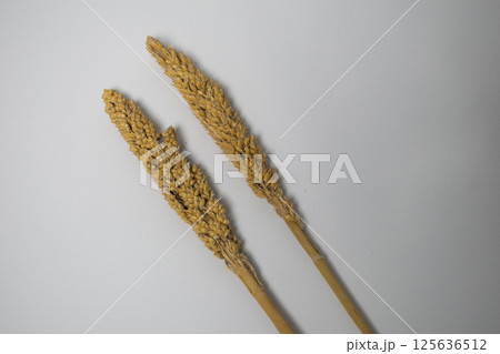 dry cantel with white background 125636512