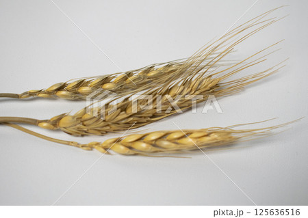 Wheat flowers on a white background 125636516