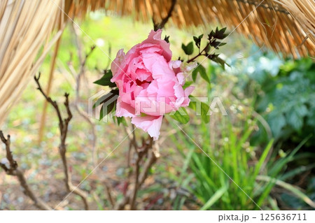 寒牡丹の花 125636711