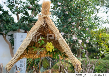 黄色の寒牡丹の花 125636714