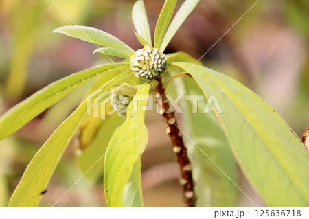 ミツマタの花芽 125636718