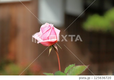 冬のバラ 125636720