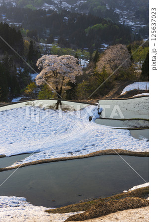 残雪の儀明の棚田と満開の桜 残雪の儀明の棚田と満開の桜 125637023