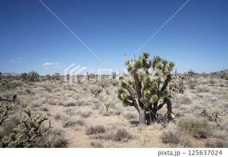 青空に映えるジョシュアツリー 125637024