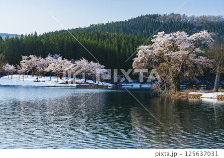 満開の中子の桜と残雪 満開の中子の桜と残雪 125637031